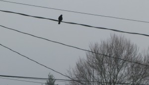 Crow Sky 2