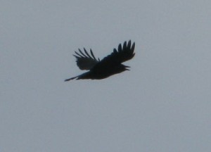 Crow sky